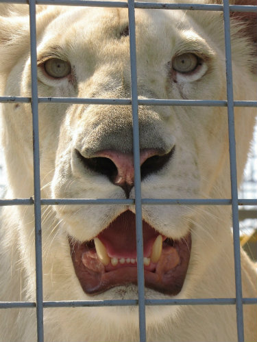 Tigre enjaulada en un circo